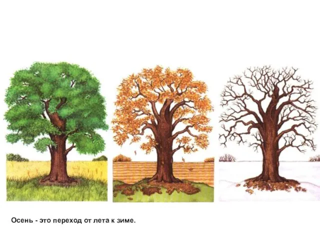 Осень - это переход от лета к зиме.