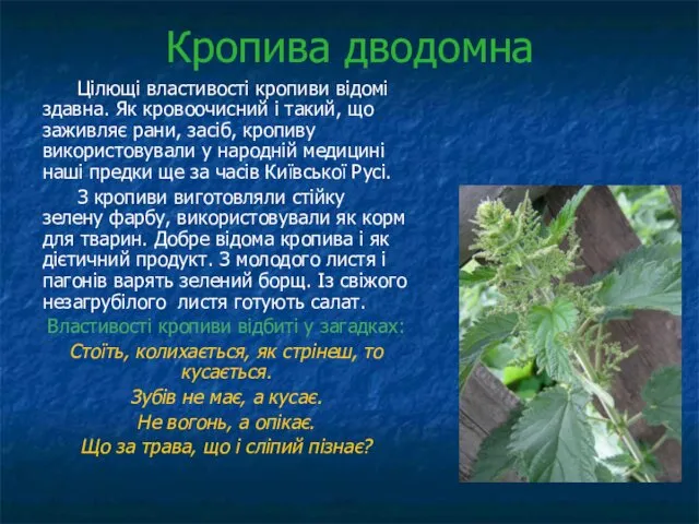 Кропива дводомна Цілющі властивості кропиви відомі здавна. Як кровоочисний і такий,