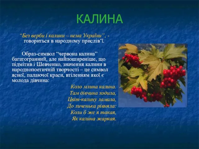 КАЛИНА “Без верби і калини – нема України”, - говориться в