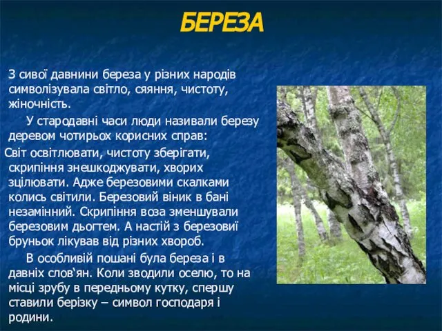 БЕРЕЗА З сивої давнини береза у різних народів символізувала світло, сяяння,