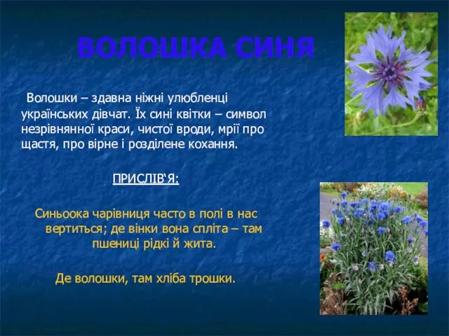 ВОЛОШКА СИНЯ Волошки – здавна ніжні улюбленці українських дівчат. Їх сині