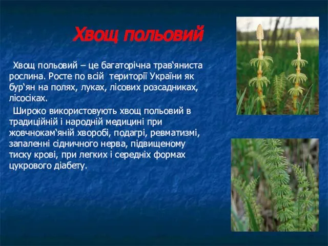 Хвощ польовий Хвощ польовий – це багаторічна трав‘яниста рослина. Росте по