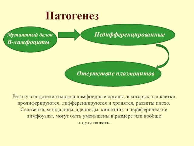 Патогенез Мутантный белок Недифференцированные В-лимфоциты Отсутствие плазмоцитов Ретикулоэндотелиальные и лимфоидные органы,