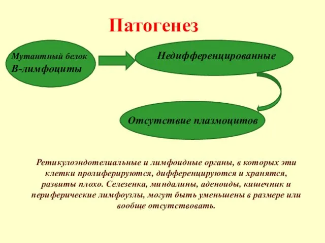 Патогенез Мутантный белок Недифференцированные В-лимфоциты Отсутствие плазмоцитов Ретикулоэндотелиальные и лимфоидные органы,