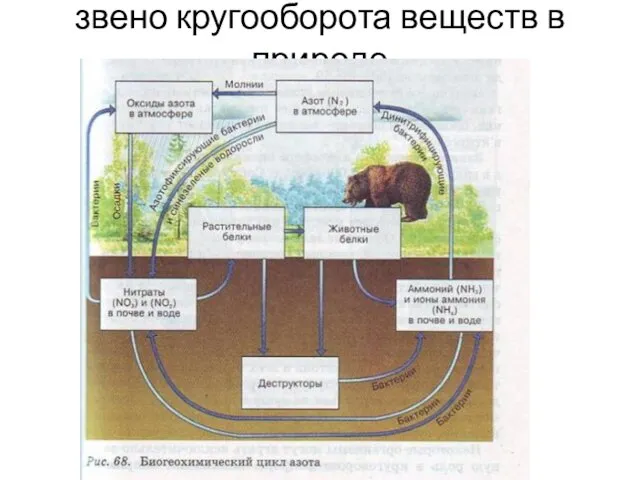 звено кругооборота веществ в природе