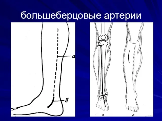 большеберцовые артерии