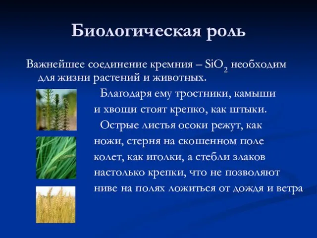 Биологическая роль Важнейшее соединение кремния – SiO2 необходим для жизни растений