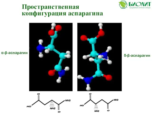 α-β-аспарагин δ-β-аспарагин но о NH2 о NH2 но о о NH2 NH2 Пространственная конфигурация аспарагина