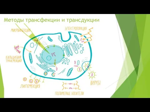 Методы трансфекции и трансдукции