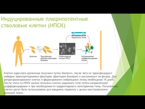 Индуцированные плюрипотентные стволовые клетки (ИПСК) Клетки взрослого организма получают путем биопсии,