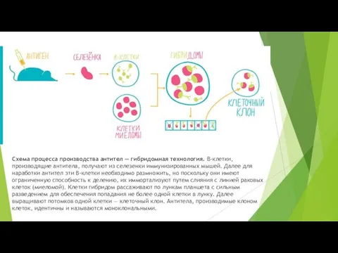 Схема процесса производства антител — гибридомная технология. B-клетки, производящие антитела, получают