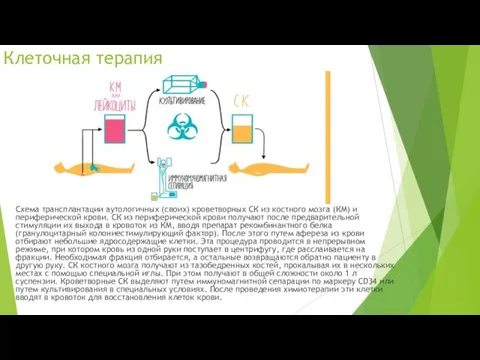 Клеточная терапия Схема трансплантации аутологичных (своих) кроветворных СК из костного мозга