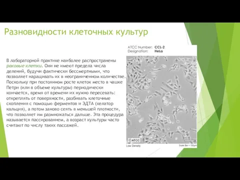 Разновидности клеточных культур В лабораторной практике наиболее распространены раковые клетки. Они