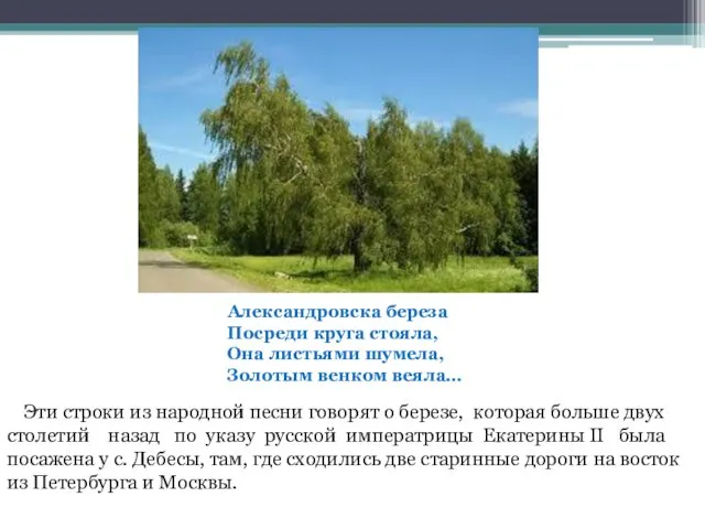 Александровска береза Посреди круга стояла, Она листьями шумела, Золотым венком веяла…