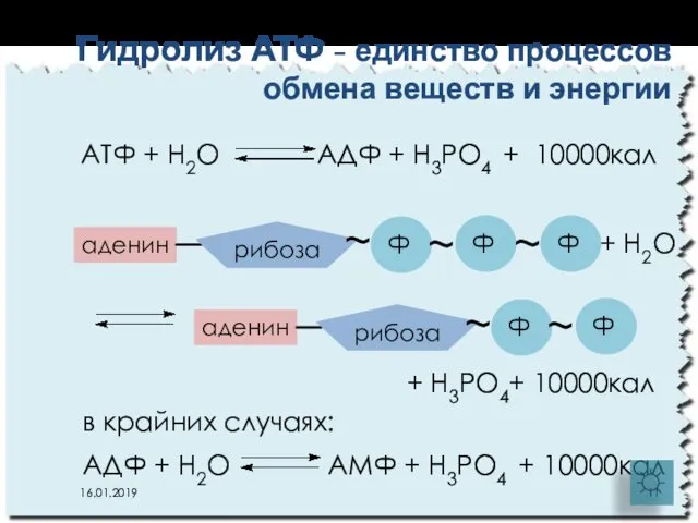 АТФ + Н2О АДФ + Н3РО4 + 10000кал Гидролиз АТФ -