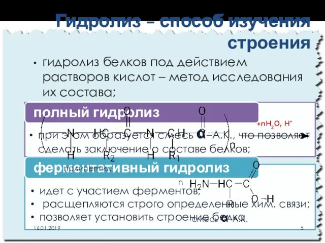 Гидролиз – способ изучения строения гидролиз белков под действием растворов кислот