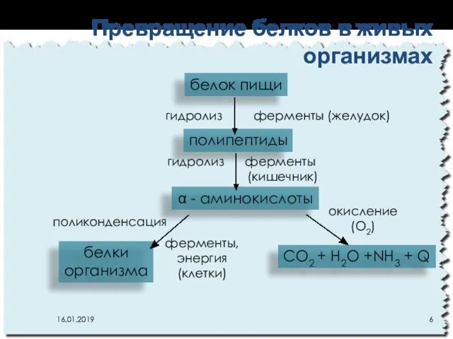 Превращение белков в живых организмах белок пищи полипептиды α - аминокислоты