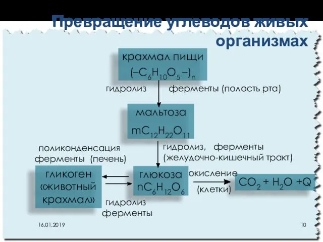 Превращение углеводов живых организмах крахмал пищи (–C6H10O5 –)n мальтоза mC12H22O11 глюкоза