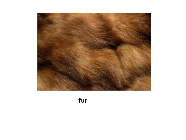 fur