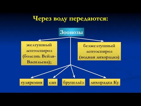 Через воду передаются: Зоонозы желтушный лептоспироз (болезнь Вейля- Васильева); безжелтушный лептоспироз