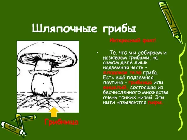 Шляпочные грибы Интересный факт! То, что мы собираем и называем грибами,