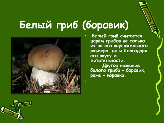 Белый гриб (боровик) Белый гриб считается царём грибов не только из-за