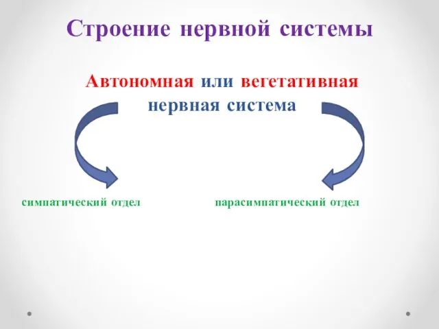 Строение нервной системы Автономная или вегетативная нервная система симпатический отдел парасимпатический отдел