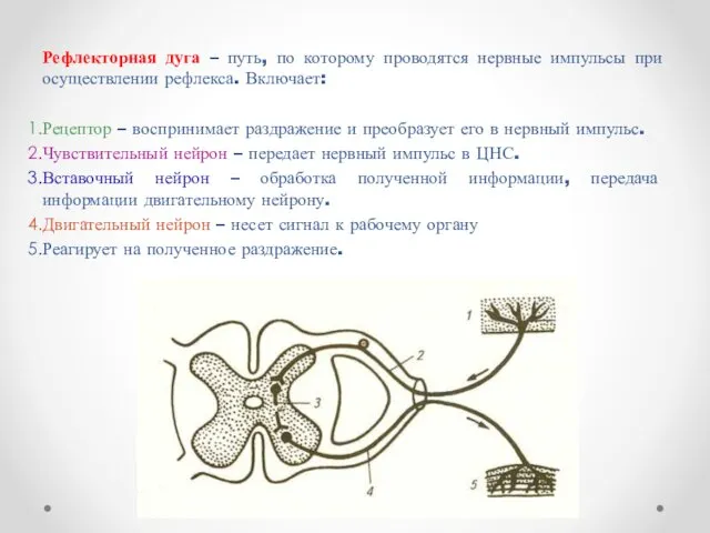 Рефлекторная дуга – путь, по которому проводятся нервные импульсы при осуществлении