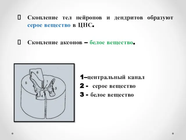 Скопление тел нейронов и дендритов образуют серое вещество в ЦНС. Скопление