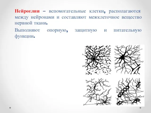 Нейроглии – вспомогательные клетки, располагаются между нейронами и составляют межклеточное вещество