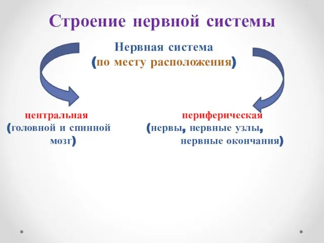 Строение нервной системы Нервная система (по месту расположения) центральная периферическая (головной