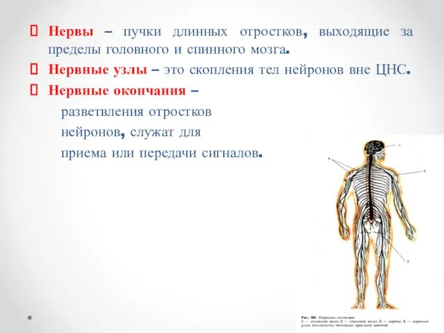 Нервы – пучки длинных отростков, выходящие за пределы головного и спинного