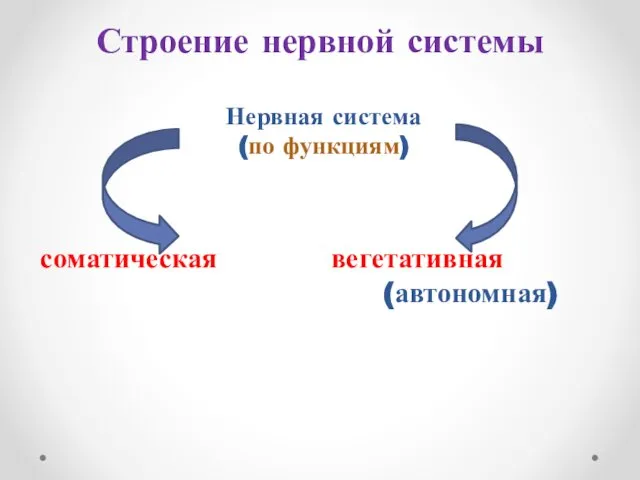 Строение нервной системы Нервная система (по функциям) соматическая вегетативная (автономная)