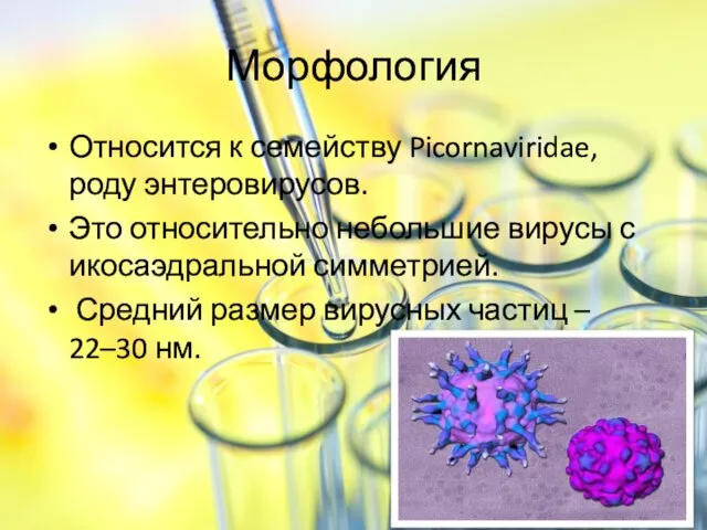 Морфология Относится к семейству Picornaviridae, роду энтеровирусов. Это относительно небольшие вирусы