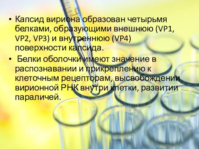 Капсид вириона образован четырьмя белками, образующими внешнюю (VP1, VP2, VP3) и