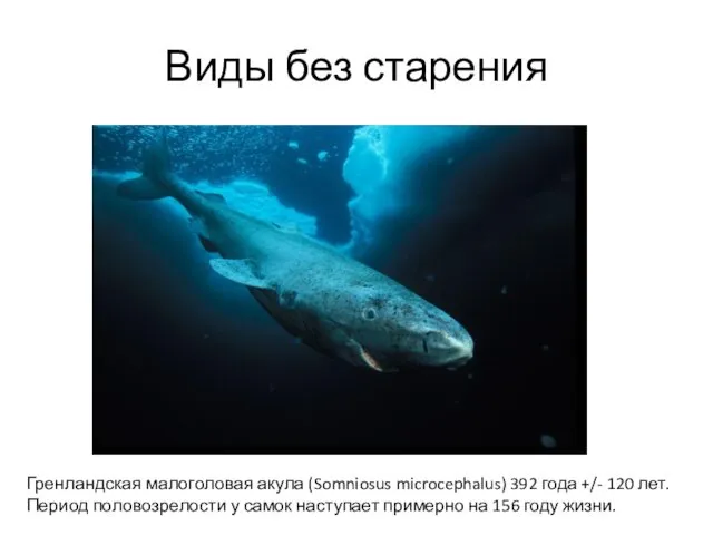 Виды без старения Гренландская малоголовая акула (Somniosus microcephalus) 392 года +/-