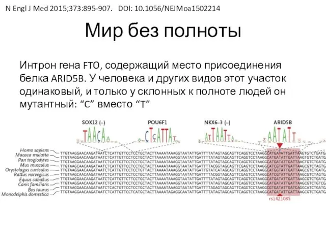 Мир без полноты Интрон гена FTO, содержащий место присоединения белка ARID5B.