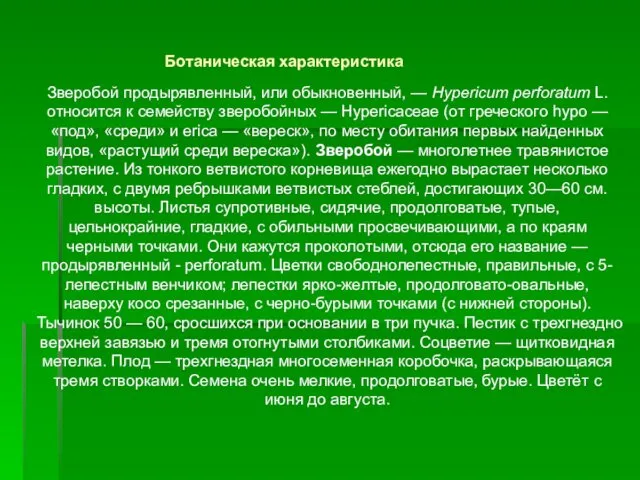 Зверобой продырявленный, или обыкновенный, — Hypericum perforatum L. относится к семейству