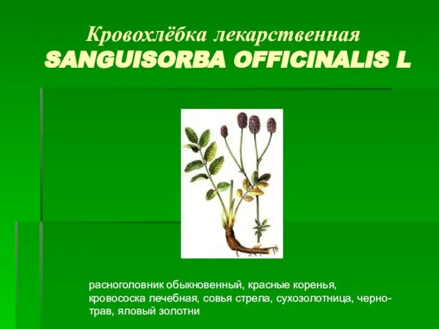 Кровохлёбка лекарственная SANGUISORBA OFFICINALIS L расноголовник обыкновенный, красные коренья, кровососка лечебная,