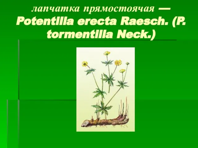 лапчатка прямостоячая — Potentilla erecta Raesch. (P. tormentilla Neck.)