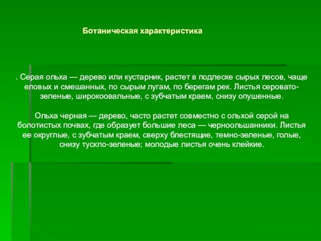 . Серая ольха — дерево или кустарник, растет в подлеске сырых