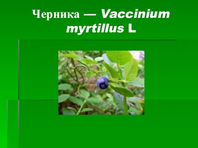 Черника — Vaccinium myrtillus L