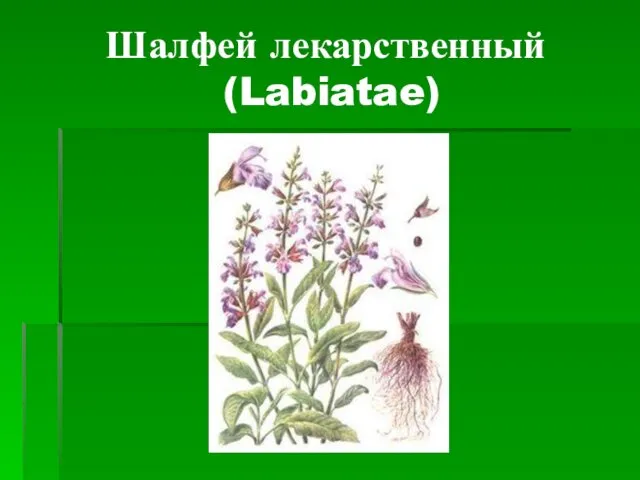 Шалфей лекарственный (Labiatae)