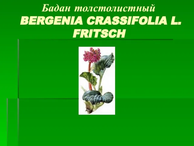 Бадан толстолистный BERGENIA CRASSIFOLIA L. FRITSCH