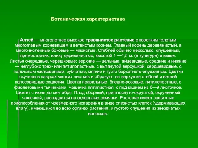 Ботаническая характеристика Алтей — многолетнее высокое травянистое растение с коротким толстым