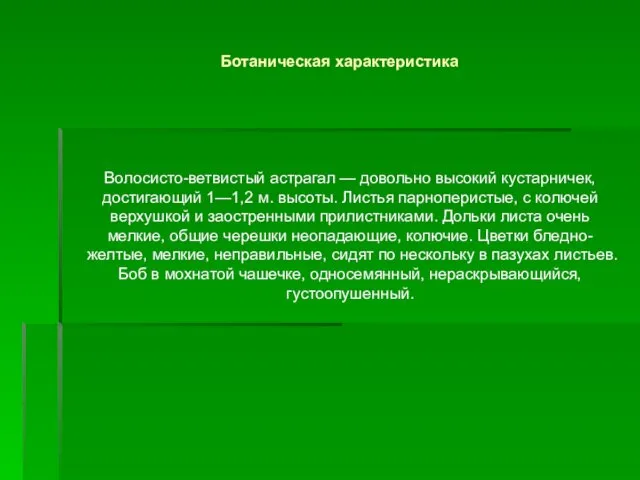 Волосисто-ветвистый астрагал — довольно высокий кустарничек, достигающий 1—1,2 м. высоты. Листья