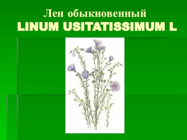 Лен обыкновенный LINUM USITATISSIMUM L