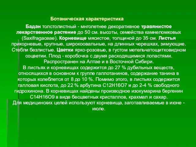 Бадан толстолистный - мнголетнее декоративное травянистое лекарственное растение до 50 см.