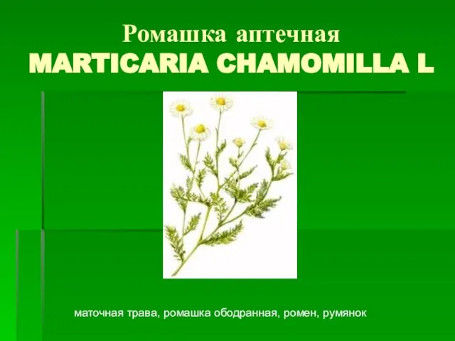 Ромашка аптечная MARTICARIA CHAMOMILLA L маточная трава, ромашка ободранная, ромен, румянок