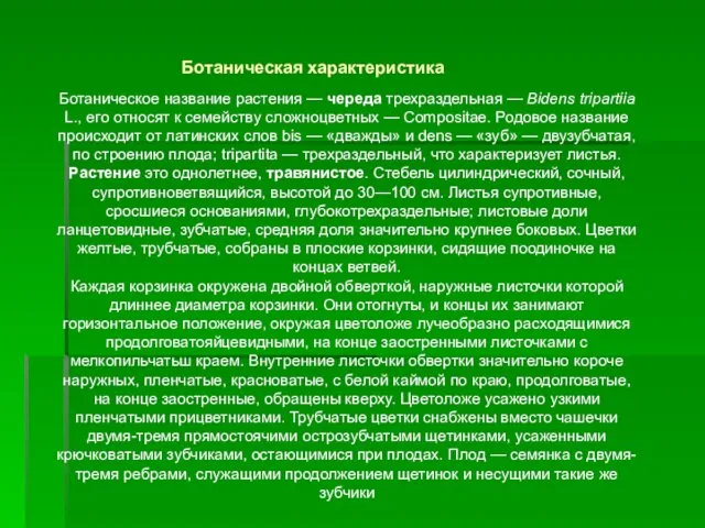 Ботаническое название растения — череда трехраздельная — Bidens tripartiia L., его